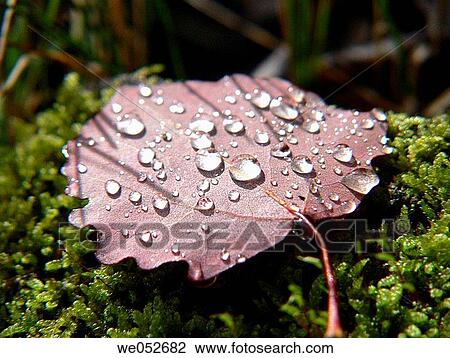 botany, Close-up, concept, detail, dew View Large Photo Image Stock Image - botany, Close-up, concept, detail, dew. Fotosearch
