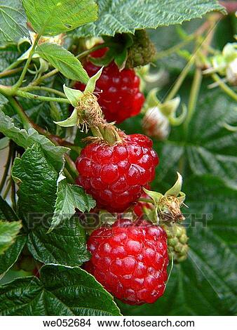botany, Close-up, day, detail, food View Large Photo Image Picture - botany, Close-up, day, detail, food. Fotosearch