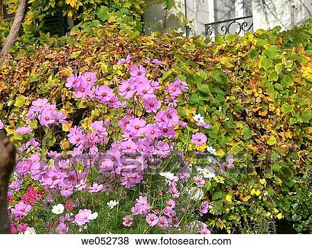 Stock Photo - botany, country, day, detail, facade. Fotosearch
