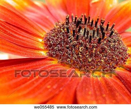 botany, detail, day, Close-up, anther View Large Photo Image Stock Photography - botany, detail, day, Close-up, anther. Fotosearch