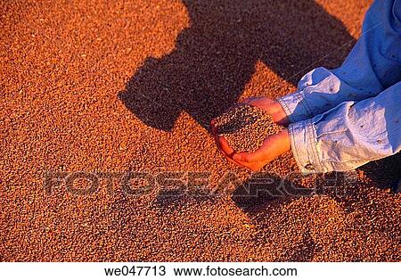 Boy holding wheat in hands. Manitoba. Canada. View Large Photo Image Stock Image - Boy holding wheat in hands. Manitoba. Canada.. Fotosearch