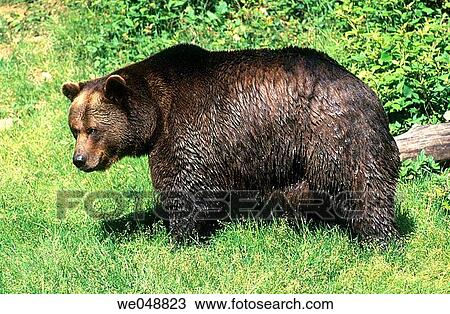 Brown Bear (Ursus arctos) after bathing View Large Photo Image Stock Image - Brown Bear (Ursus arctos) after bathing. Fotosearch