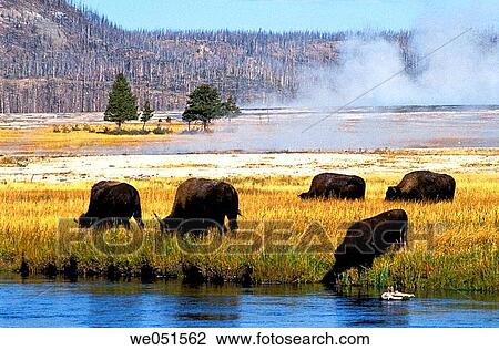Buffaloes at Yellowstone National Park. Wyoming, USA View Large Photo Image Stock Image - Buffaloes at Yellowstone National Park. Wyoming, USA. Fotosearch