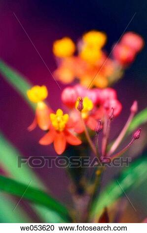 Stock Image - Butterfly weed. Milkweed. Asclepias tuberosa. October 2006. Maryland, USA. Fotosearch