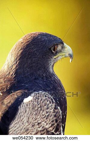 Buzzard (Buteo buteo) View Large Photo Image Stock Image - Buzzard (Buteo buteo). Fotosearch