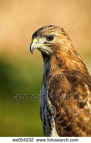 Buzzard (Buteo buteo) View Large Photo Image Stock Image - Buzzard (Buteo buteo). Fotosearch
