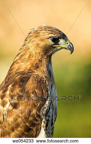 Buzzard (Buteo buteo) View Large Photo Image Stock Image - Buzzard (Buteo buteo). Fotosearch