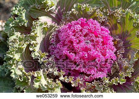 Cabbage (Brassica oleracea). View Large Photo Image Stock Photo - Cabbage (Brassica oleracea).. Fotosearch