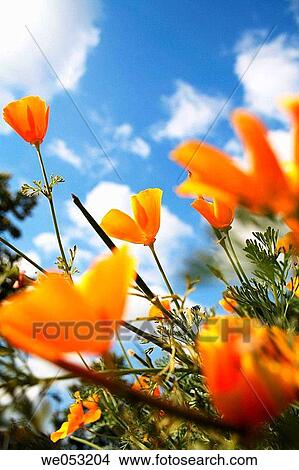 Californian poppy blossoms, Eschscholzia california View Large Photo Image Picture - Californian poppy blossoms, Eschscholzia california. Fotosearch