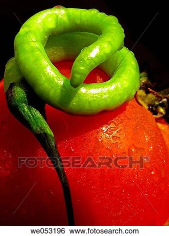 Capsicum annuum - Common Chilli on tomato. Pune, Maharashtra, India. View Large Photo Image Stock Photograph - Capsicum annuum - Common Chilli on tomato. Pune, Maharashtra, India.. Fotosearch