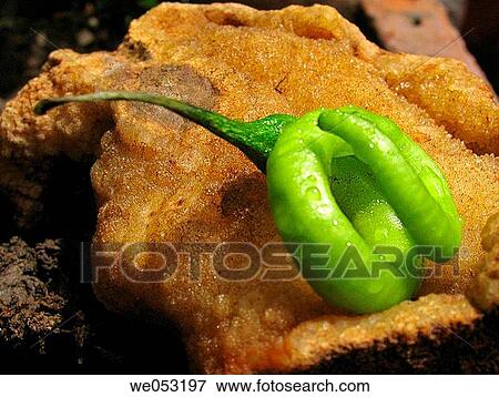 Stock Photo - Capsicum annuum - Common Chilli. Pune, Maharashtra, India.. Fotosearch