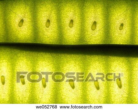 Carob bean, background, Carob, bread, botany, abstract View Large Photo Image Stock Photo - Carob bean, background, Carob, bread, botany, abstract. Fotosearch