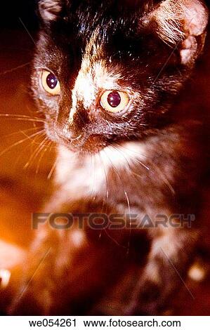 cat, Domestic cat, contemporary, Close-up, animal View Large Photo Image Stock Image - cat, Domestic cat, contemporary, Close-up, animal. Fotosearch