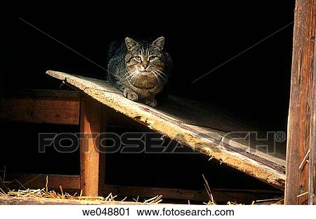 Cat View Large Photo Image Stock Image - Cat. Fotosearch