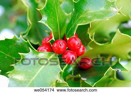 celebrate, Barcelona, Catalonia, botany, berry, Aquifolium View Large Photo Image Picture - celebrate, Barcelona, Catalonia, botany, berry, Aquifolium. Fotosearch