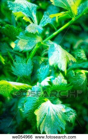 Celery Leaves Covered with Frost. Apium graveolens L. November 2006. Maryland, USA View Large Photo Image Stock Photograph - Celery Leaves Covered with Frost. Apium graveolens L. November 2006. Maryland, USA. Fotosearch