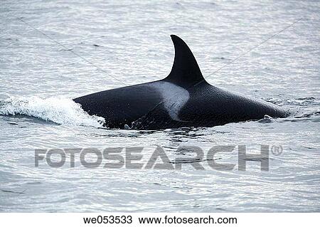 cetacea, dolphin, Dall's Porpoise, cetacean, Apex predator View Large Photo Image Stock Image - cetacea, dolphin, Dall's Porpoise, cetacean, Apex predator. Fotosearch