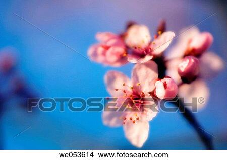 Cherry Blossom. Prunus cerasifera. March 2006. Maryland, USA View Large Photo Image Picture - Cherry Blossom. Prunus cerasifera. March 2006. Maryland, USA. Fotosearch