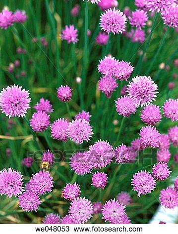 Stock Image - Chives. (allium schoenoprasum). April. Anacortes. Skagit County. Washington. USA.. Fotosearch