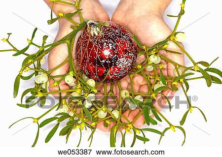 Stock Photo - Christmas ornament ball and Mistletoe (Viscum album). Fotosearch