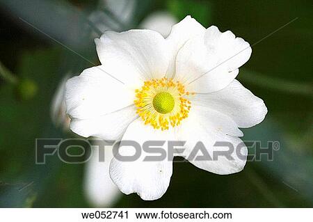Christmas Rose (Helleborus niger) View Large Photo Image Stock Image - Christmas Rose (Helleborus niger). Fotosearch