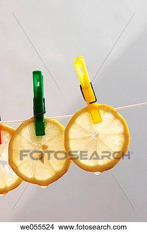 Citrus fruit, Close-up, clothesline, clothespeg, clothespin View Large Photo Image Picture - Citrus fruit, Close-up, clothesline, clothespeg, clothespin. Fotosearch