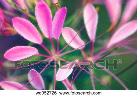 Cleome flowers. Cleome hassleriana. June 2005. Maryland, USA View Large Photo Image Stock Photograph - Cleome flowers. Cleome hassleriana. June 2005. Maryland, USA. Fotosearch