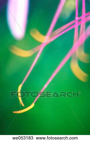 Cleome stamens. Cleome hassleriana. July 2005. Maryland, USA View Large Photo Image Stock Image - Cleome stamens. Cleome hassleriana. July 2005. Maryland, USA. Fotosearch