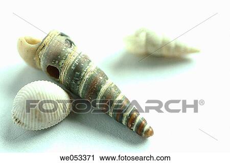 Stock Image - Close-up, fauna, different, concept, animal. Fotosearch