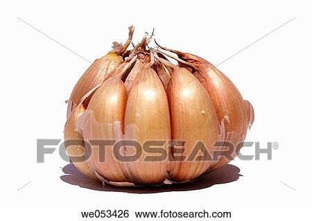 Close-up of garlic View Large Photo Image Stock Photograph - Close-up of garlic. Fotosearch