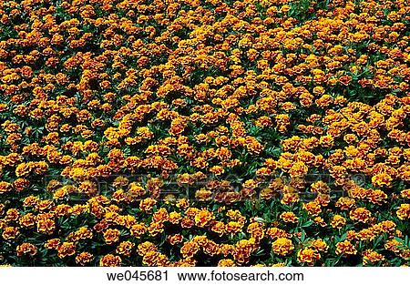 Close-up of Marigold? Bonanza Bee? flowers View Large Photo Image Stock Image - Close-up of Marigold? Bonanza Bee? flowers. Fotosearch