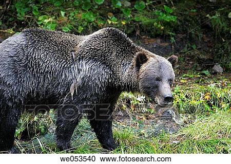 Coastal brown bear (Ursus arctos horibilis) fishing for pink slamon in a shallow stream on Chichagof Island, Southeast Alaska, USA. This bear is sometimes also called a grizzly bear. View Large Photo Image Stock Image - Coastal brown bear (Ursus arctos horibilis) fishing for pink slamon in a shallow stream on Chichagof Island, Southeast Alaska, USA. This bear is sometimes also called a grizzly bear.. Fotosearch