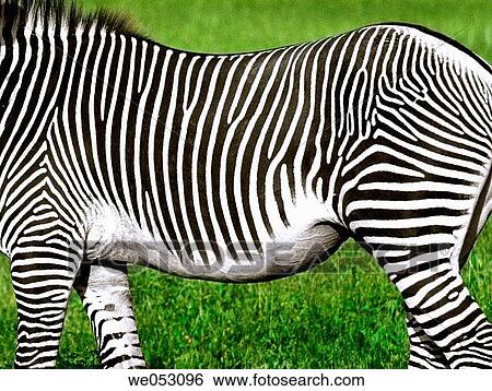 Stock Photograph - Common Zebra. Fotosearch