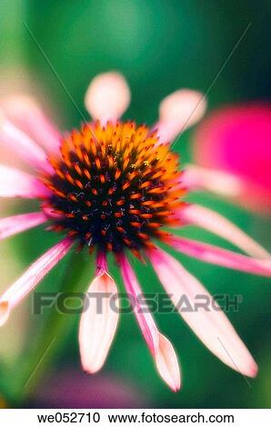 Coneflower. Echinacea purpurea. June 2006. Maryland, USA View Large Photo Image Stock Image - Coneflower. Echinacea purpurea. June 2006. Maryland, USA. Fotosearch