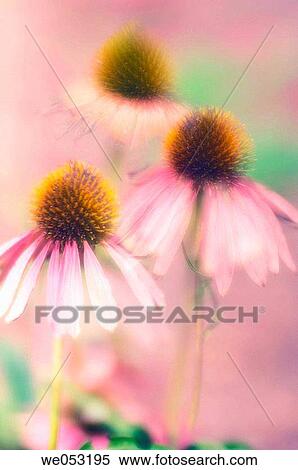 Stock Photography - Coneflowers. Echinacea hybrid. July 2006. Maryland, USA. Fotosearch