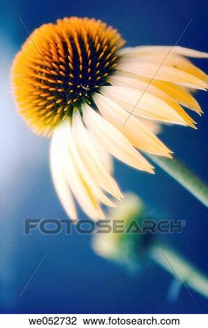 Coneflowers. Echinacea paradoxa. July 2006. Maryland, USA View Large Photo Image Stock Image - Coneflowers. Echinacea paradoxa. July 2006. Maryland, USA. Fotosearch