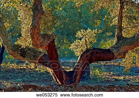 Cork oak (Quercus suber). Sierra de San Pedro, Caceres province. Extremadura. Spain View Large Photo Image Stock Photography - Cork oak (Quercus suber). Sierra de San Pedro, Caceres province. Extremadura. Spain. Fotosearch