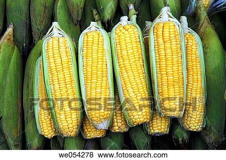 Corn. Farmers market. Manila. Philippines View Large Photo Image Stock Photo - Corn. Farmers market. Manila. Philippines. Fotosearch