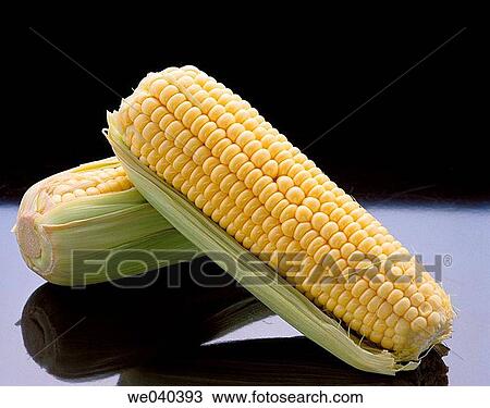 Corn View Large Photo Image Stock Image - Corn. Fotosearch
