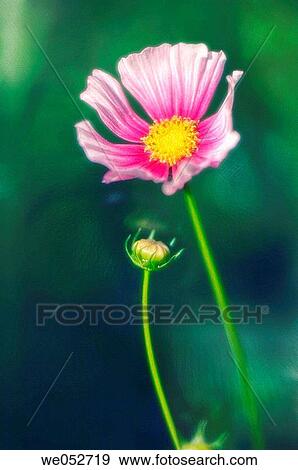 Cosmos flower and a bud. Cosmos bipinnatus. June 2006. Maryland, USA View Large Photo Image Stock Photo - Cosmos flower and a bud. Cosmos bipinnatus. June 2006. Maryland, USA. Fotosearch