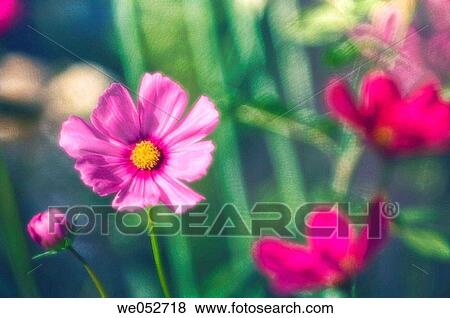 Cosmos flower and bud entangled. Cosmos bipinnatus. June 2006. Maryland, USA View Large Photo Image Stock Photo - Cosmos flower and bud entangled. Cosmos bipinnatus. June 2006. Maryland, USA. Fotosearch