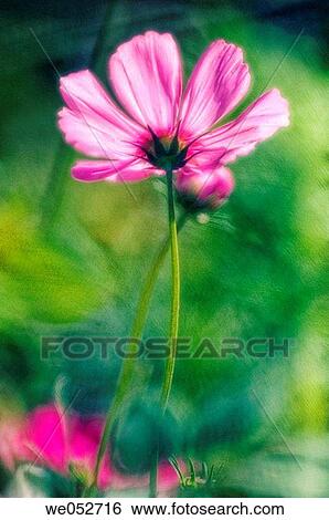 Cosmos flower and bud entangled. Cosmos bipinnatus. June 2006. Maryland, USA View Large Photo Image Stock Photograph - Cosmos flower and bud entangled. Cosmos bipinnatus. June 2006. Maryland, USA. Fotosearch