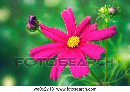 Cosmos flowers. Cosmos bipinnatus. June 2006. Maryland, USA View Large Photo Image Stock Image - Cosmos flowers. Cosmos bipinnatus. June 2006. Maryland, USA. Fotosearch