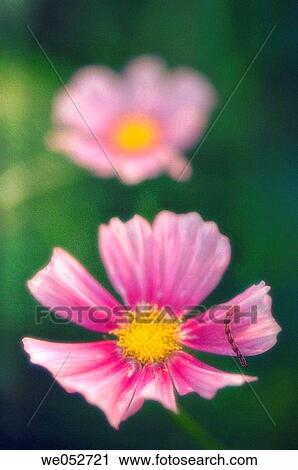 Cosmos flowers. Cosmos bipinnatus. June 2006. Maryland, USA View Large Photo Image Stock Image - Cosmos flowers. Cosmos bipinnatus. June 2006. Maryland, USA. Fotosearch