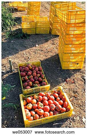 Stock Photo - country, day, crop, agriculture. Fotosearch