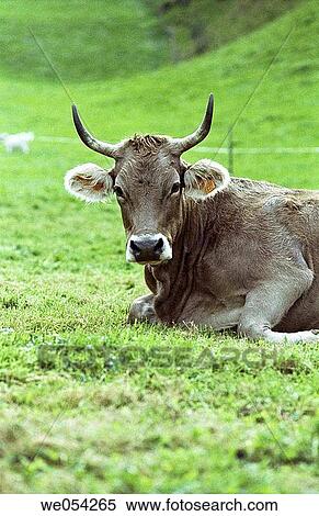 Cow. Biscay, Euskadi, Spain View Large Photo Image Stock Photography - Cow. Biscay, Euskadi, Spain. Fotosearch