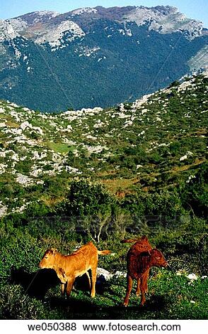 Cows at Candina massif. Cantabria, Spain View Large Photo Image Stock Photo - Cows at Candina massif. Cantabria, Spain. Fotosearch