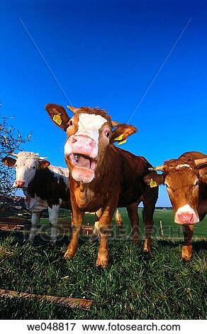 Cows. Bavaria, Germany View Large Photo Image Stock Photo - Cows. Bavaria, Germany. Fotosearch