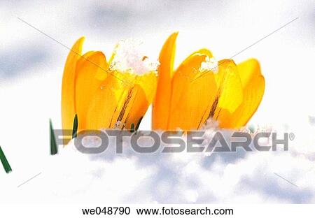 Crocus View Large Photo Image Stock Image - Crocus. Fotosearch