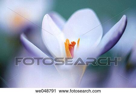 Crocus View Large Photo Image Stock Image - Crocus. Fotosearch